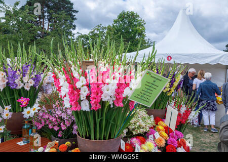 Display of colourful gladiolus flowers at the September 2019 Wisley Garden Flower Show at RHS Garden Wisley, Surrey, south-east England Stock Photo