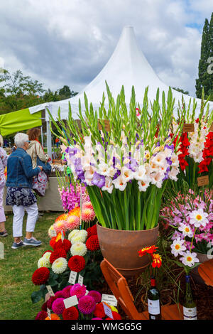 Display of colourful gladiolus and dahlia flowers at the September 2019 Wisley Garden Flower Show at RHS Garden Wisley, Surrey, south-east England Stock Photo