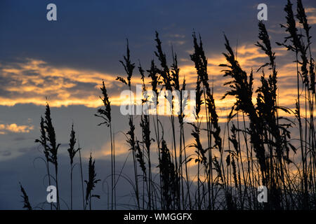 Sea oats are silhouetted against the clouds at sunrise on the North Carolina Outer Banks. Stock Photo