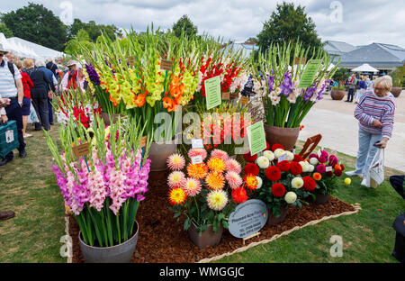 Display of dahlia and gladiolus flowers at the September 2019 Wisley Garden Flower Show at RHS Garden Wisley, Surrey, south-east England Stock Photo