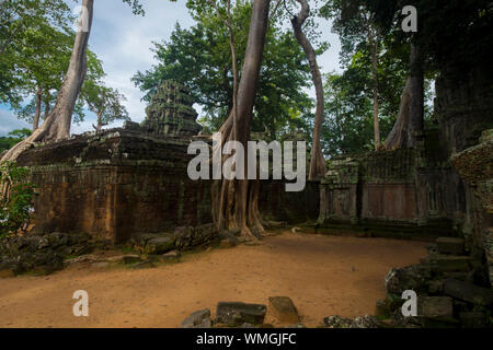 Huge trees grow on Ta Prohm temple at Angkor in Siem Reap, Cambodia. Stock Photo