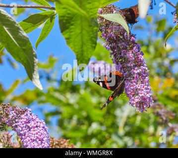 On a warm August morning, a Red Admiral butterfly feeds on fully blooming Buddleia. A peacock butterfly looks on. Nidderdale at 900ft. 26/08/19 Stock Photo