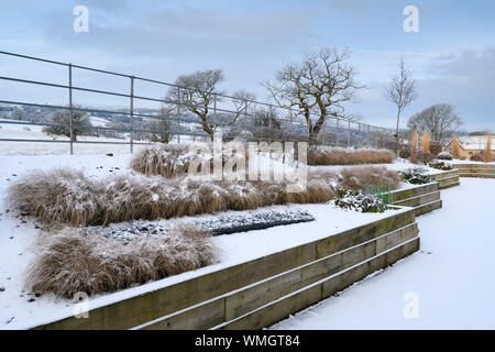 Stylish, contemporary design, landscaping & planting on wooden raised beds (grasses in lines) - snow covered winter garden, Yorkshire, England, UK. Stock Photo