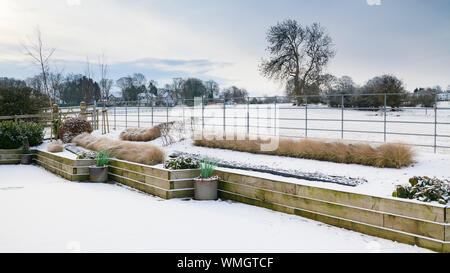 Stylish, contemporary design, landscaping & planting on wooden raised bed (topiary & grasses) - snow covered winter garden, Yorkshire, England, UK. Stock Photo