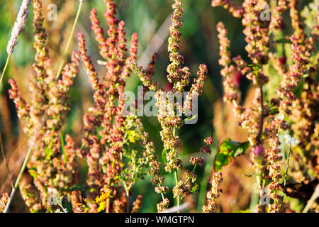 Seeds of a Broad leaved Dock, Rumex obtusifolius L. in a watermeadow at the head of Lake Windermere, UK. Stock Photo