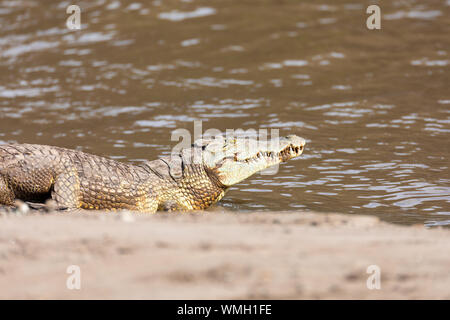 big nile crocodile Crocodylus niloticus, largest fresh water crocodile in Africa resting on sand in Awash Falls, Ethiopia, Africa wildlife Stock Photo