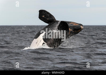 Southern right whale, Eubalaena australis, breaching in the Nuevo Gulf, Valdes Peninsula, Argentina. Stock Photo