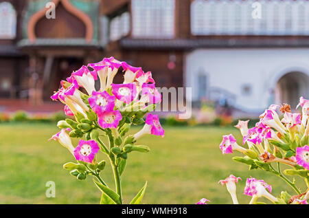 pink tobacco flower How to Grow and Care for Flowering Is tobacco flower the best