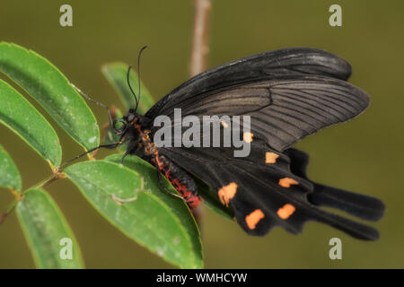 Chinese Windmill butterfly - Atrophaneura alcinous, beautiful popular swallowtail butterfly from woodlands in China. Stock Photo