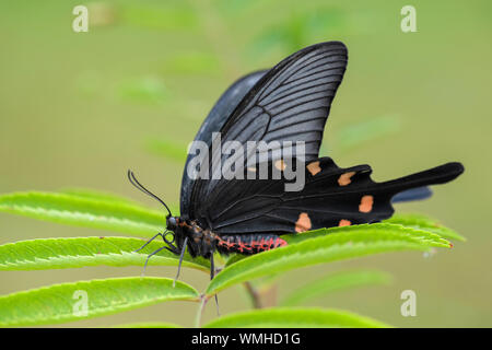 Chinese Windmill butterfly - Atrophaneura alcinous, beautiful popular swallowtail butterfly from woodlands in China. Stock Photo