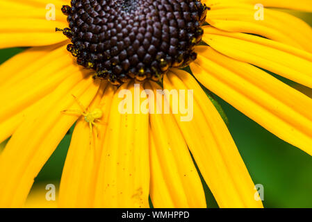 Tiny Yellow Crab Spider sitting on the petal of a yellow flower. Stock Photo