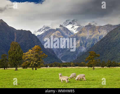 Landscape with snowy mountains and grazing sheep, Fox Glacier view, Southern Alps, New Zealand Stock Photo