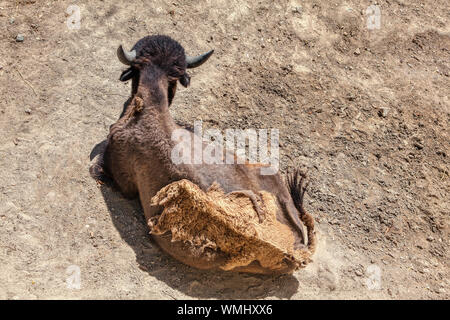 Wild bison lying on the ground Stock Photo