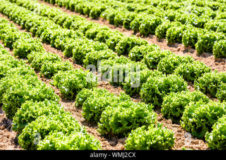 Rows of green oak leaf lettuce grown in open field under a bright sunshine in the suburbs of Paris, France. Stock Photo