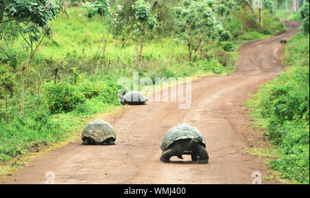 Giant tortoises block the road while driving to the highlands on Santa Cruz Island in the Galapagos Stock Photo