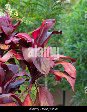 Closeup Beautiful Leaves of Cordyline fruticosa Tree Isolated on Nature Background Stock Photo