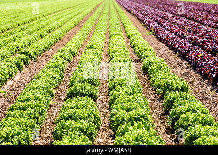 Rows of green and red oak leaf lettuce grown in open field under a bright sunshine in the suburbs of Paris, France. Stock Photo