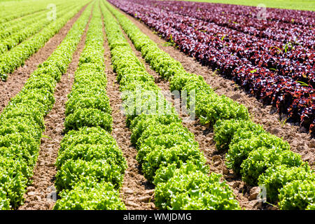 Rows of green and red oak leaf lettuce grown in open field under a bright sunshine in the suburbs of Paris, France. Stock Photo