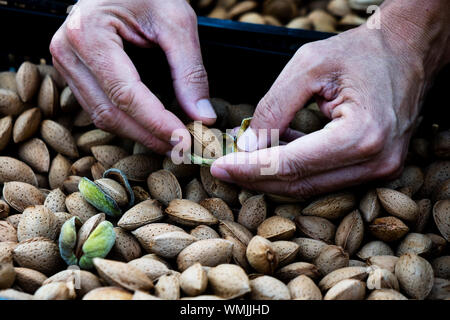 closeup of a young caucasian man removing the outer hull of a pile of almonds freshly collected during the harvesting in an almond orchard in Cataloni Stock Photo