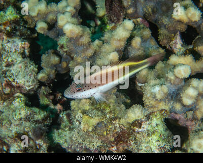 Freckled Hawk Fish Stock Photo