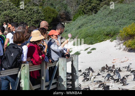 Tourists On Boardwalk At Boulders Beach On False Bay Near Simons Town 