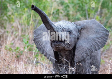 baby elephant waving trunk in kruger park south africa portrait Stock Photo