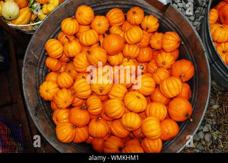 Close-up of a bucket of bright orange mini pumpkins or gourds that have been harvested during the Autumn season Stock Photo