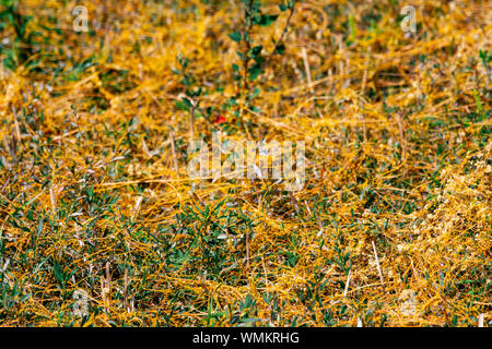 Dodder Genus Cuscuta is The parasite wraps the stems of plant cultures with yellow threads and sucks out the vital juice and nutrients Stock Photo