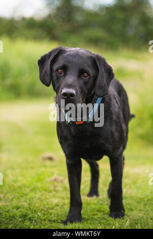 Black Labrador on Farm UK Stock Photo