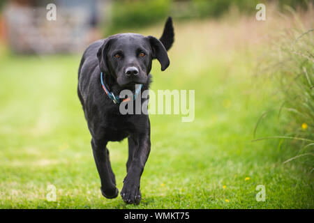 Black Labrador on Farm running UK Stock Photo