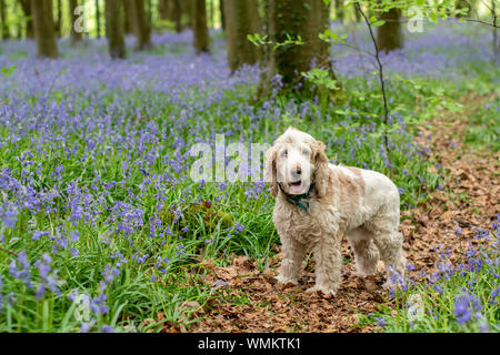 Cocker spaniel bluebell woods Stock Photo
