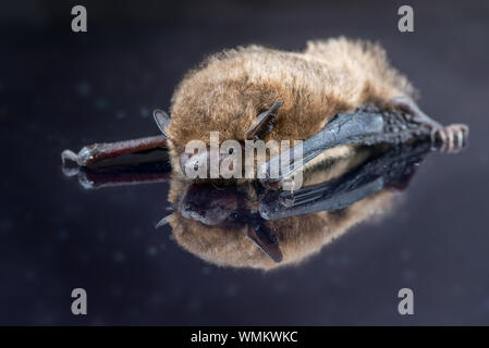 Soprano pipistrelle bat reflected Stock Photo