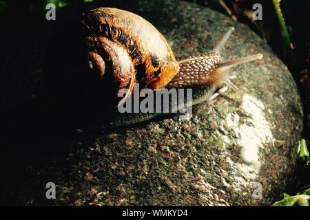 Close-up Of Snail On Rock