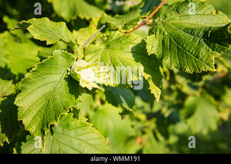 One green hazelnut growing on nut tree branch and surrounded by bright green textured leaves. Selective focus. Unfocused orchard garden at background. Stock Photo