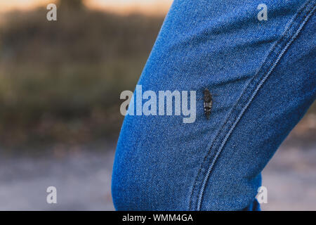 Grasshopper on the leg in the blue jeans. Fear of insects concept photo. Insect closeup on the clothes. Stock Photo