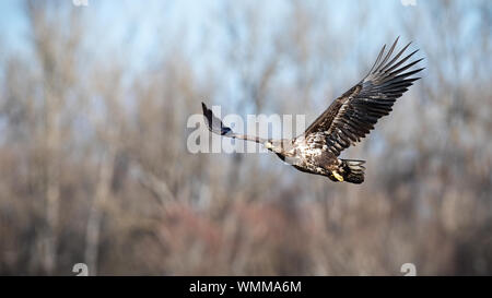 Juvenile white-tailed eagle flying with with blurred forest in background Stock Photo