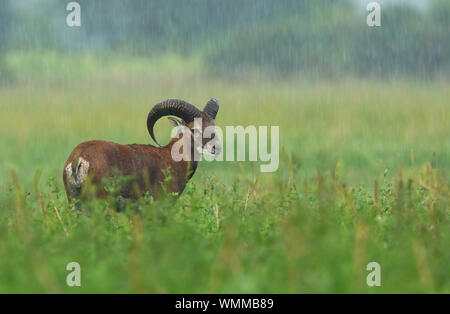 Mouflon, Ovis musimon, on a field in rain in summer Stock Photo