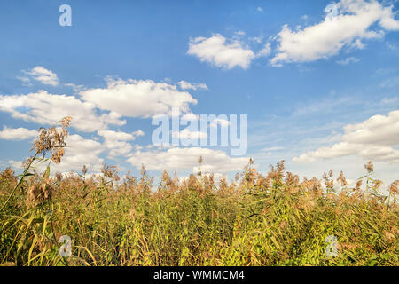 Сloudy sky over thick reeds. Summer landscape at sunny day Stock Photo