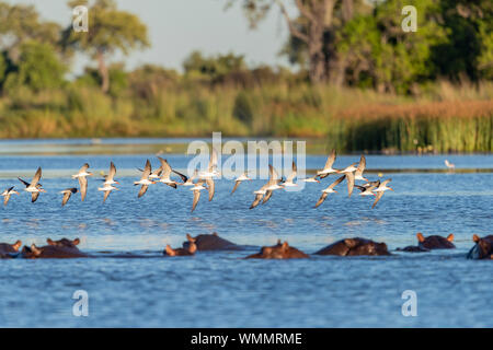 African Skimmers flies over a river with hippopotamus in foreground Stock Photo