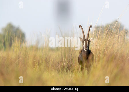 an sable antelope stands among tall grass and looks in our direction Stock Photo