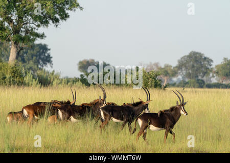 early morning, a group of Sable Antelope walks in the savannah Stock Photo