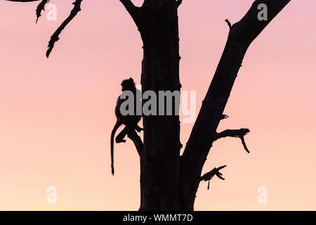 backlighted, a baboon stands at sunrise on a tree Stock Photo