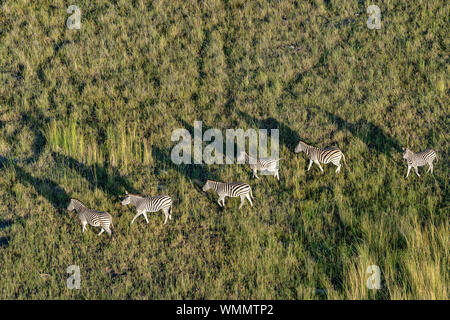 Aerial view of a group of zebras walking in the savannah Stock Photo