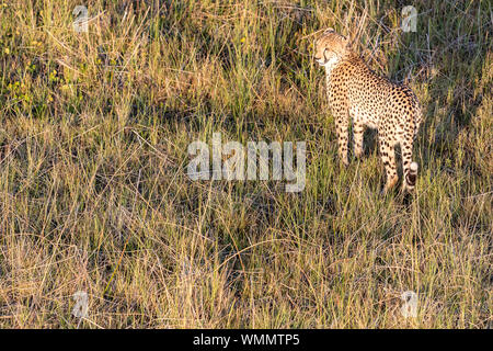 Aerial view of a cheetah walking in the grass, in the morning light Stock Photo