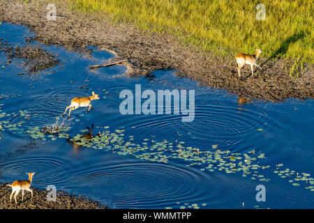 aerial view of antelopes jumping over a river Stock Photo