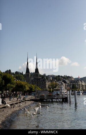 Swans gather along the edge of Lake Lucerne to be fed by tourists on a summer day in Lucerne, Switzerland.