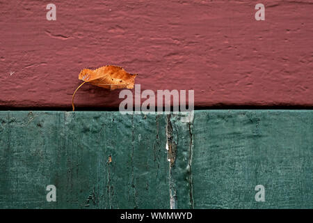 autumn leaf hanging on a red and green painted house wall Stock Photo