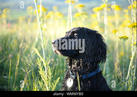Field portrait of hunting cocker spaniel Stock Photo