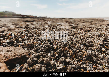 Close-up side view of sea shells on rocky beach Stock Photo