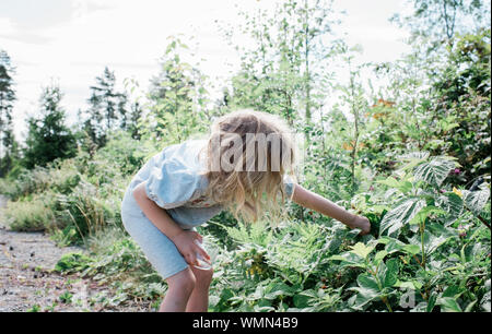 young girl picking fruit from wild bushes in the garden Stock Photo